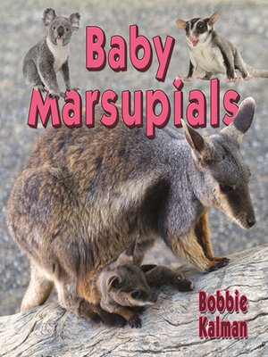 cover image of Baby Marsupials